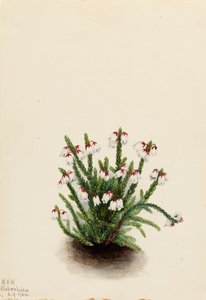 ロッキー マウンテン カシオペ Cassiope mertensiana、1924 年。