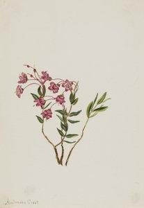 ロッキー・マウンテン・カルミア（Kalmia microphylla） 作： Mary Vaux Walcott