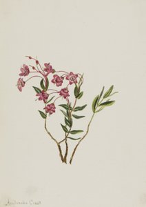 ロッキーマウンテンカルミア Kalmia microphylla, n.d. 作： Mary Vaux Walcott