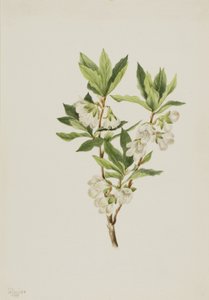 Rocky Mountain Rhodendron Rhodendron albiflorum, 1901.