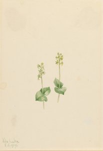 ロッキーマウンテントウブレード（Ophrys necrophylla） 作： Mary Vaux Walcott