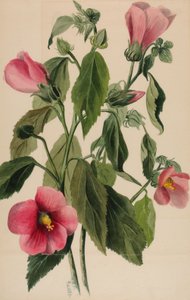 ローズリンドウ Sabbatia angularis, 1880. 作： Mary Vaux Walcott