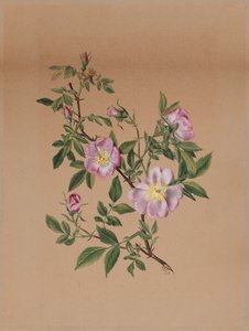 Rose Mallow Hibiscus moscheutos, 1878. 作： Mary Vaux Walcott