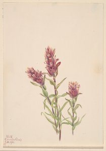ローズ ペイント ブラシ カスティーリャ パリーダ、1920 年。 作： Mary Vaux Walcott