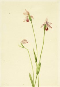 ポゴニア・ローズ（Pogonia ophioglossoides） 作： Mary Vaux Walcott