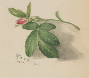 Rosebud、1872年。 作： Mary Vaux Walcott