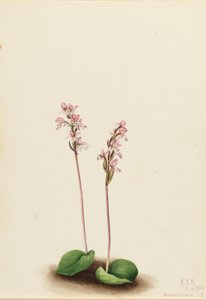 ラウンドリーフオーキス（Orchis rotundifolia） 作： Mary Vaux Walcott
