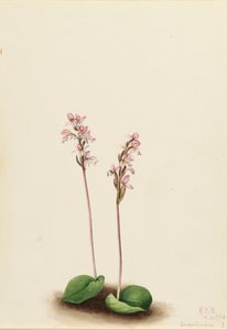 Roundleaf Orchis Orchis rotundifolia, 1924. 作： Mary Vaux Walcott