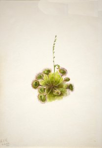 Roundleaf Sundew Drosera rotundifolia, 1933. 作： Mary Vaux Walcott