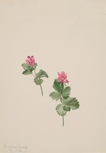 Rubus articus, 1881年。