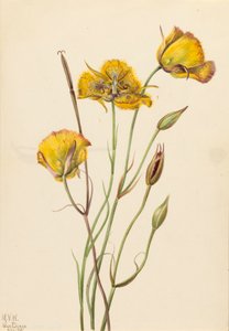 サンディエゴ バタフライ Calochortus 雑草、1925 年。