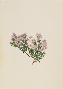 Sand Myrtle Leiophyllum lyoni（1930年代頃）。 作： Mary Vaux Walcott