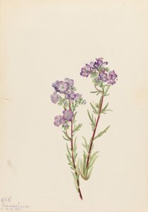 サンド・ファセリア（Phacelia linearis） 作： Mary Vaux Walcott