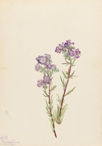 サンドファセリア Phacelia linearis, 1923. 作： Mary Vaux Walcott