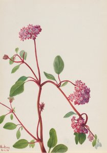 サンドバーベナ 作： Mary Vaux Walcott