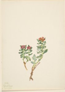 1920年、サニフォイガ登頂。 作： Mary Vaux Walcott