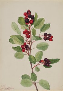 Saskatoon Amelanchier alnifolia, 1923. 作： Mary Vaux Walcott