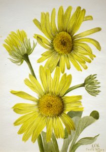Satinleaf Goldenhead Enceliopsis covillei, 1935. 作： Mary Vaux Walcott