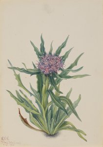 Saussurea Saussurea densa, 1925. 作： Mary Vaux Walcott