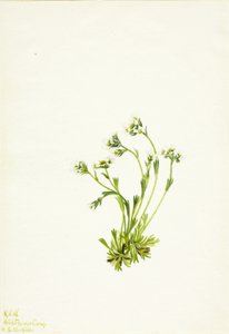 ユキノシタ 作： Mary Vaux Walcott