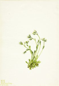 ユキノシタ Saxifraga caespitosa, 1924. 作： Mary Vaux Walcott