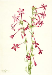 スカーレット・ギリア（Gilia aggregata） 作： Mary Vaux Walcott