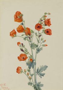 スカーレット・グローブ・マロウ（Sphaeralcea grossulariaefolia） 作： メアリーヴォーウォルコット