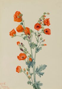 スカーレットグローブマロウ Sphaeralcea grossulariaefolia, 1927. 作： Mary Vaux Walcott