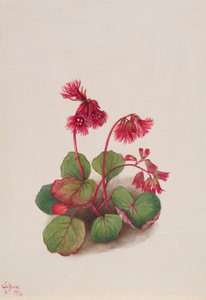 Schizocodon soldanelloides, 1936. 作： Mary Vaux Walcott