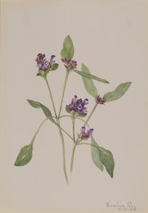自己治癒 Prunella vulgaris、1918 年。 作： Mary Vaux Walcott