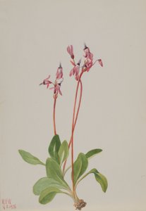 シューティングスター Dodecatheon hendersonii, 1936.