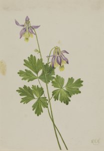 ショートスプールコロンバイン（Aquilegia brevistyla） 作： Mary Vaux Walcott
