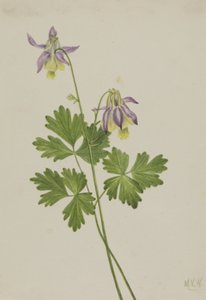 Shortspur Columbine Aquilegia brevistyla, 1907. 作： Mary Vaux Walcott