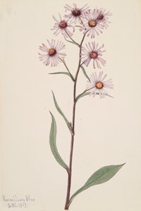 Showy Aster Aster conspicuus, 1917.