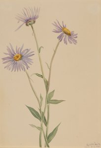 Showy Fleabane Erigeron salsuginosus, 1902.