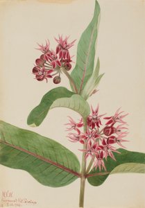 Showy Milkweed Asclepias speciosa, 1923. 作： Mary Vaux Walcott