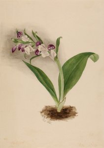 Showy Orchids Orchis spectabilis, 1885. 作： Mary Vaux Walcott
