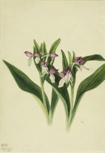 ショウオーキス（Orchis spectabilis） 作： Mary Vaux Walcott