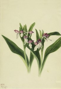 Showy Orchis Orchis spectabilis, 1926. 作： Mary Vaux Walcott