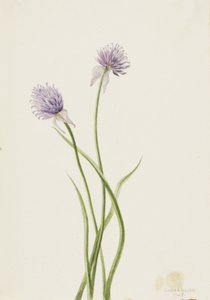 シベリアンオニオン Allium sibericum、1903年。 作： Mary Vaux Walcott