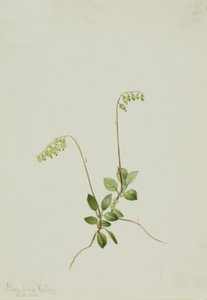 Sidebells Pyrola Pyrola secunda, 1916. 作： Mary Vaux Walcott
