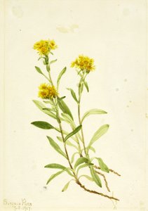 サイドサドルゴールデンロッド 作： Mary Vaux Walcott