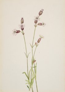 Silene multicaulis, 1900-1920年頃。