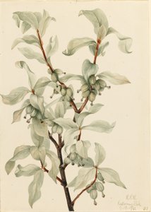胡頽子 作： Mary Vaux Walcott