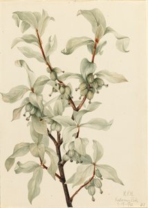 シルバーベリー Elaeagnus commutata, 1922. 作： Mary Vaux Walcott