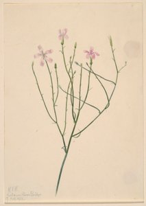 スケルトン・フラワー（Lygodesmia juncea）