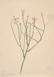 スケルトンフラワーLygodesmia juncea, 1923.