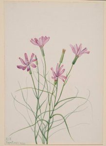 スケルトンウィード（Lygodesmia grandiflora） 作： メアリーヴォーウォルコット