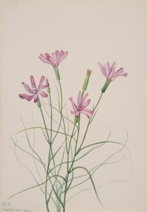 骸骨雑草 Lygodesmia grandiflora、1931 年。