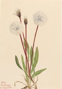 細いアゴセリス Agoseris gracilens、1922年。 作： Mary Vaux Walcott